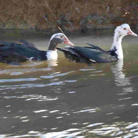 Guest house Agroturism Stara Stala 4*