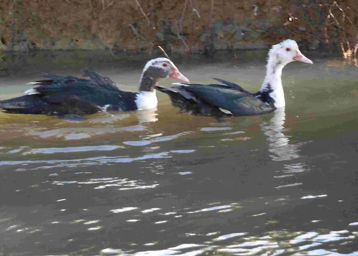 招待所 Agroturism Stara Stala 4*