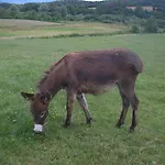 Agroturism Stara Stala