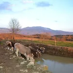 Agroturism Stara Stala 4*