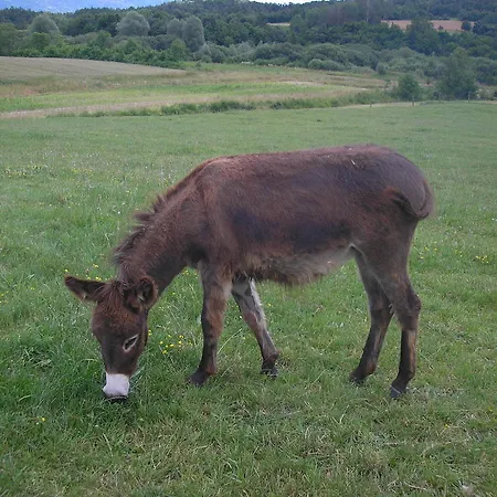 Agroturism Stara Stala