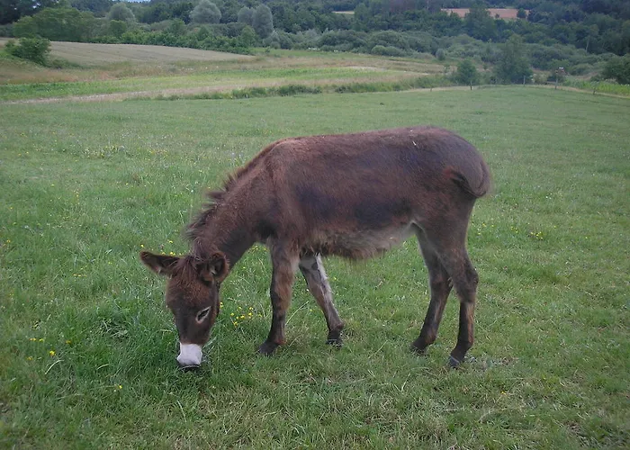 Agroturism Stara Stala